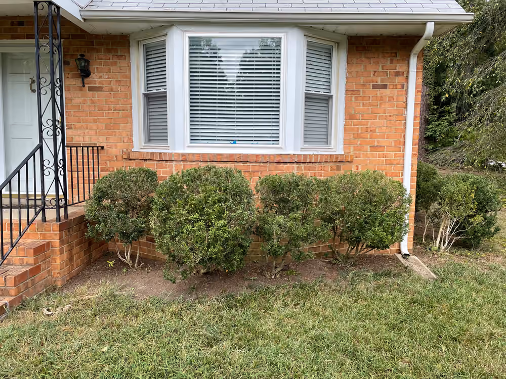 Neatly trimmed foundation shrubs under a bay window of a brick home