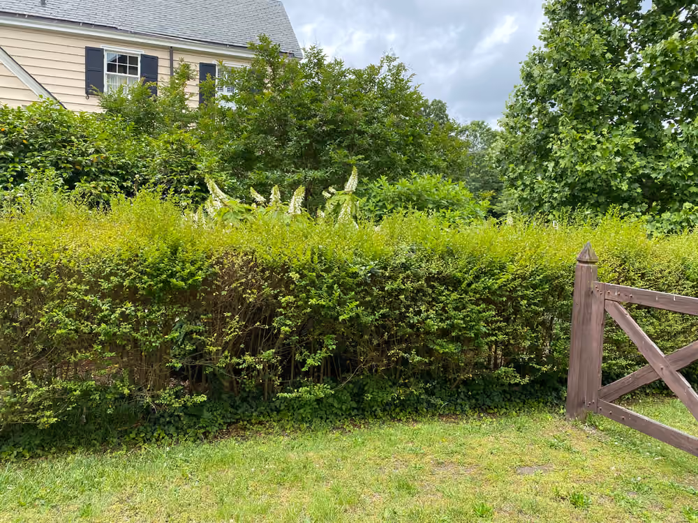 Privet hedge grown out soft and shaggy along a fence gate