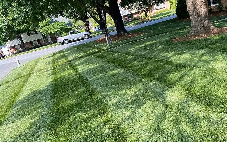 Freshly mowed lawn with crisp mower stripes along a tree-lined street